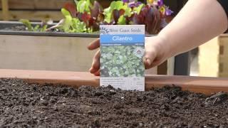 How to Plant Cilantro by Seed