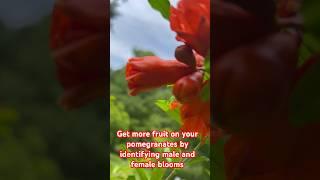 Get more fruit on your pomegranates by identifying male and female blooms #leadfarmer73 #pomegranate