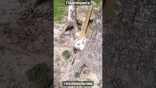 Зайчики и кролики играют на лужайке экофермы в Угличе  зверьки роют норки #shorts #ферма #кролик