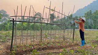 Making trellis for bean beds and cassava fields in front of the house that were destroyed by rats