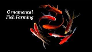 Ornamental Fish Farming  Business