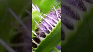 Dead Ant vs Venus Fly Trap (Part 1)
