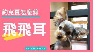 約克夏的飛飛耳｜凱莉老師 Groomer Kelly｜寵物美容教學｜Yorkshire Terrier Ear Pet Grooming