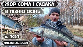 ЦЕ НЕЙМОВІРНО! ЖОР СОМА і  СУДАКА в ПІЗНЮ ОСІНЬ. БЕРЕГОВИЙ СПІНІНГ на річці ПСЕЛ у ЛИСТОПАДІ