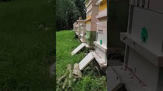 Красота #бакфаст #bee #пчеловодство