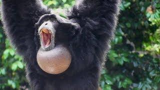 Siamang Gibbons 02 -  howling and performance