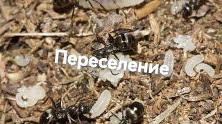 Переселение formica fusca в формик