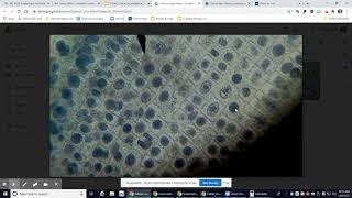 Help with calculating Time spent in Mitosis