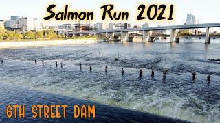 Salmon Fishing 2021 at The 6th Street Dam! (Grand River)