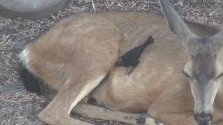 Our Deer Friend Has A Bird Friend