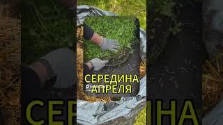 Супер-мульча для грядки ЛАДиМИРа своими руками!