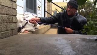 Stray Rescue of St.Louis