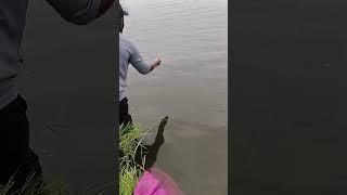 Spider ballset fishing #shorts #adventure #woodland #rohufishing