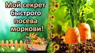 УДОБНЫЙ СПОСОБ ПОСЕВА МОРКОВИ, КОТОРЫЙ ВЫ НЕ ЗНАЛИ!