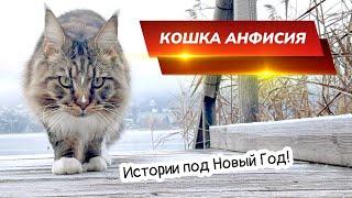 Кошка Анфиса в новой шубе. Предновогоднее настроение!