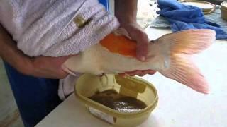 japanese koi spawning