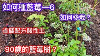 【如何種藍莓—6】想要成功種植藍莓？新手必看【如何移栽藍莓】【省錢配方酸性土】 How to grow blueberries