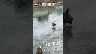 Steadfast Duck Waddles On Frozen Pond With Its Webbed Feet Slipping And Sliding On Icy Surface