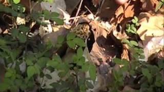 Wild Edibles - The Morel Mushroom