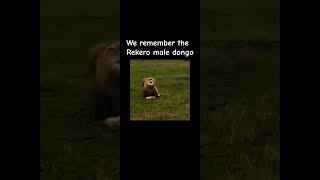 Rekero male lion dongo we remember you .