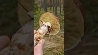 Wild EDIBLE & tasty Mushrooms of the forest!