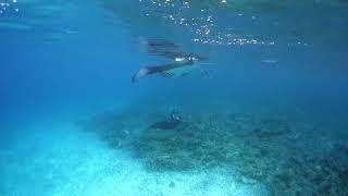 Manta ID-ing at sunset off D'Arros Island. Video © Michael Scholl | Save Our Seas Foundation