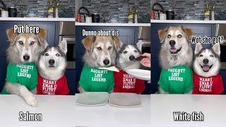 Dogs Try Different Foods