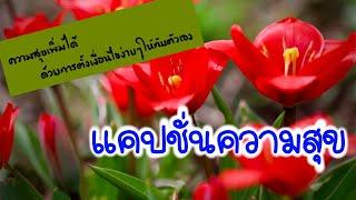 แคปชั่นความสุข | แคปชั่นดีๆ