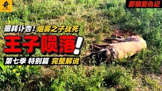 大型紀錄片【野狼復仇記】第七季特別篇，訃告！烟霧之子隕落，犬王之子戰死！#坎高犬#狼#牧羊犬#狗#狼群#土耳其#动物世界#動物解説#動物世界