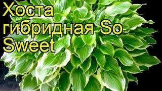 Хоста гибридная Со свит. Краткий обзор, описание характеристик hosta hybrida So Sweet