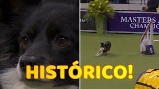 ¡Histórico! Nimble, el Primer Perro Mestizo en Ganar el Título de Agilidad