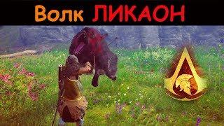 Волк Ликаон Assassin's Creed Odyssey