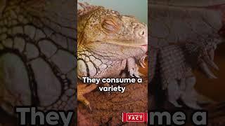 Ackie Monitor Secrets Revealed: Fun Facts Galore!