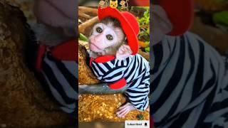 Cute baby monkey  Video Gulmahnoor Gsm #cute #baby#moncky #video