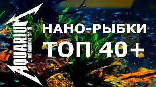 Самые маленькие аквариумные рыбки ТОП 40+