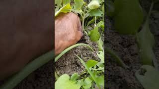 Harvesting OrganicPotatos At Garden .#viralvideo #vegetables #shorts #satisfying #harvesting #new