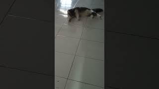 Pagi city boy
