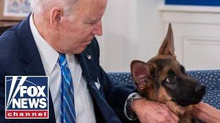 Biden 'repeatedly watched' dog Commander attack Secret Service: Report