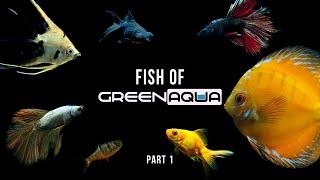 Beautiful FISH of Green Aqua | Part 1