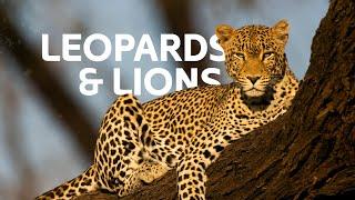 From Leopards To Lions: The Feline Predators Ruling Their Kingdoms | Wildlife Documentary