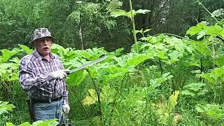 Как победить государственный Борщевик! Giant Hogweed