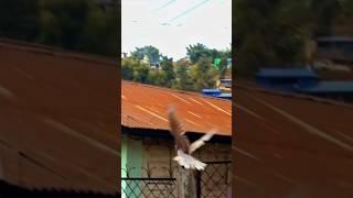 Pigeon.../pet pigeon#परेवा#shorts#viral#trending