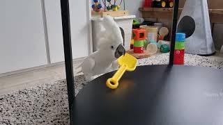 Harley the Dancing Drummer Cockatoo