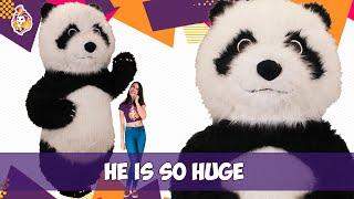 Panda inflatable  Mascot Costume