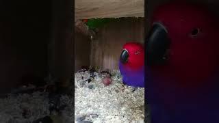 amazing birds short video #shortvideo #short 14