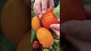 Valuable tasty fruits here#fruit #nature #garden #gardening #vegetables