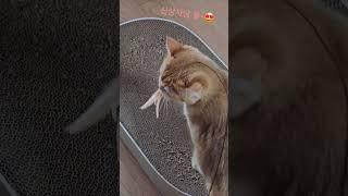 신상이좋다냐옹~ #cat #cute #고양이 #고양이브이로그 #브리티쉬숏헤어 #반려묘 #shorts