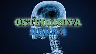 Osteologiya  4-dars Kalla suyaklari (Baxtiyor Norbekovich)