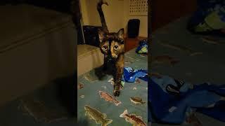 tortoise shell cat playing