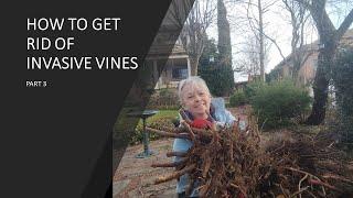 HOW TO ELIMINATE INVASIVE VINES PART 3